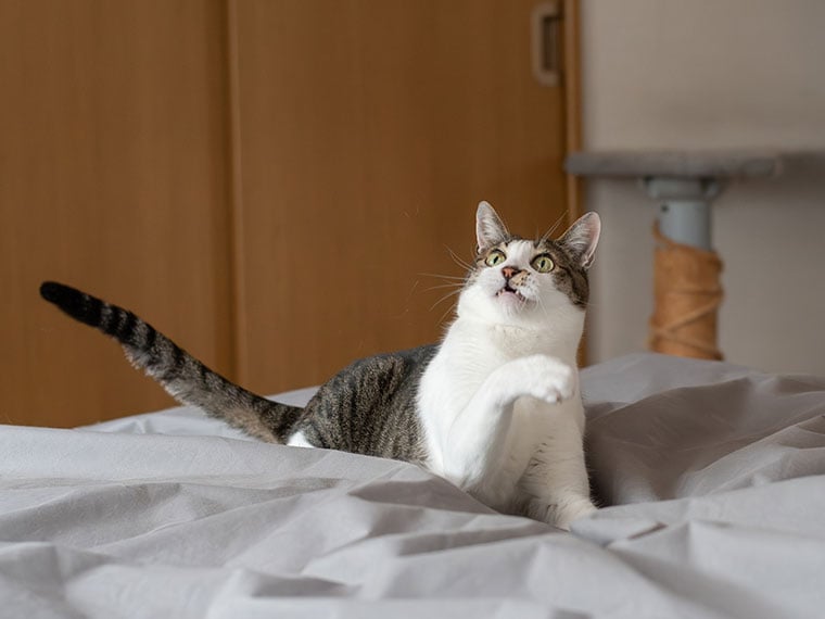 Katze liegt auf einem Bett und hebt eine Pfote nach oben.