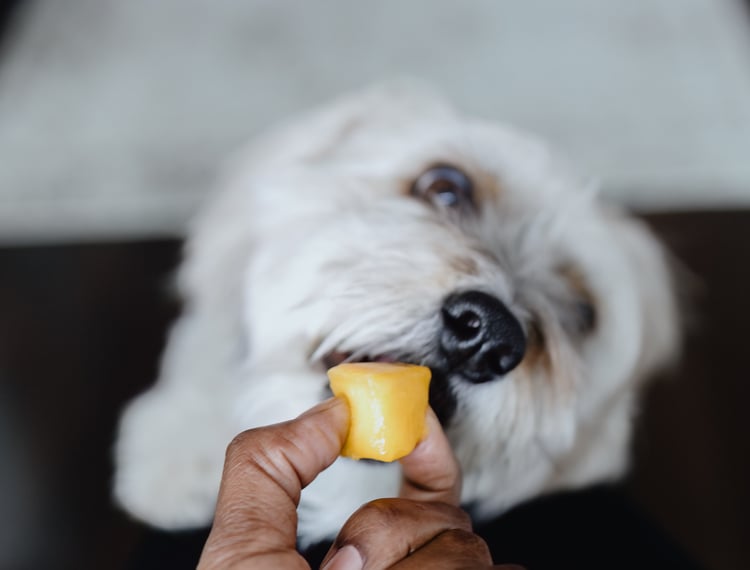 Hand hält ein Stück Mango vor die Schnauze eines kleinen, weißen, flauschigen Hundes, der daran knabbert, Nahaufnahme mit unscharfem Hintergrund.