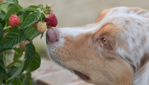 Hund schnuppert an frischen Himbeeren am Strauch – dürfen Hunde Himbeeren essen?