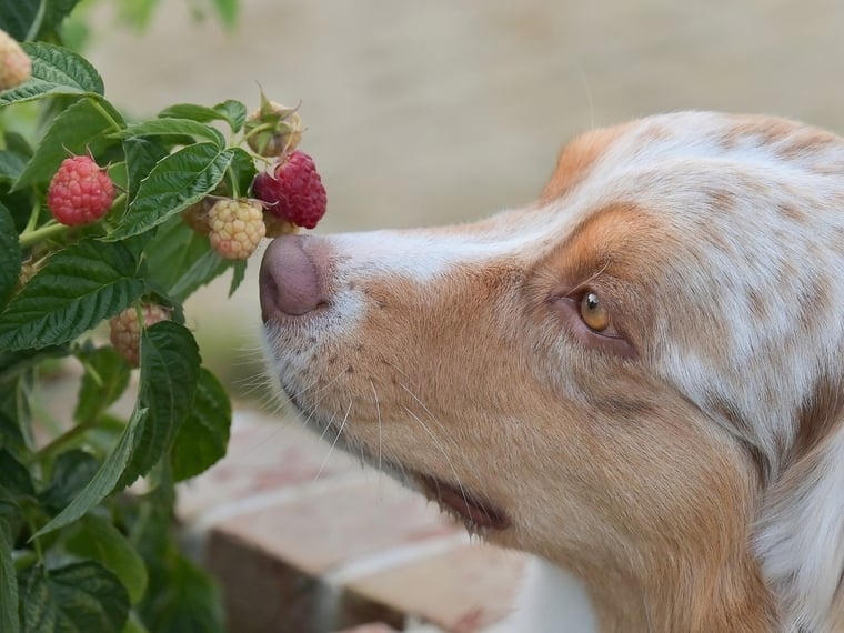 Hund schnuppert an frischen Himbeeren am Strauch – dürfen Hunde Himbeeren essen?