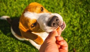 Hund mit braun-weißem Fell steht auf grünem Rasen und nimmt ein kleines Stück Futter aus einer ausgestreckten Hand im Sonnenlicht.