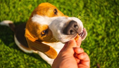 Hund mit braun-weißem Fell steht auf grünem Rasen und nimmt ein kleines Stück Futter aus einer ausgestreckten Hand im Sonnenlicht.