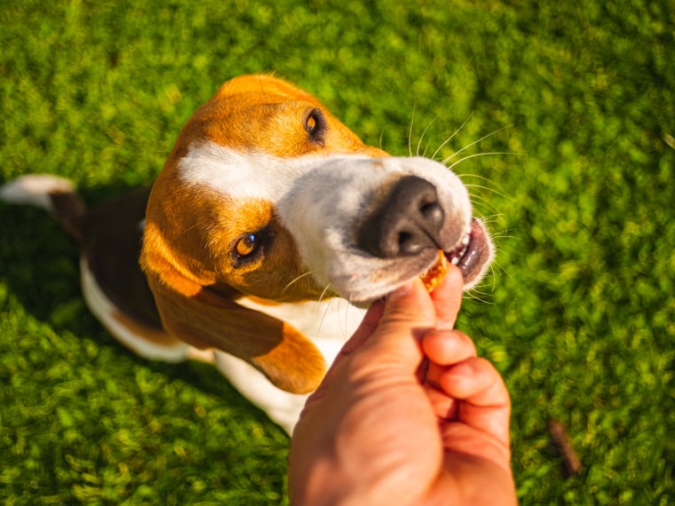 Hund mit braun-weißem Fell steht auf grünem Rasen und nimmt ein kleines Stück Futter aus einer ausgestreckten Hand im Sonnenlicht.
