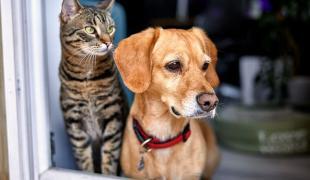 Hund und Katze stehen gemeinsam an einer offenen Tür.