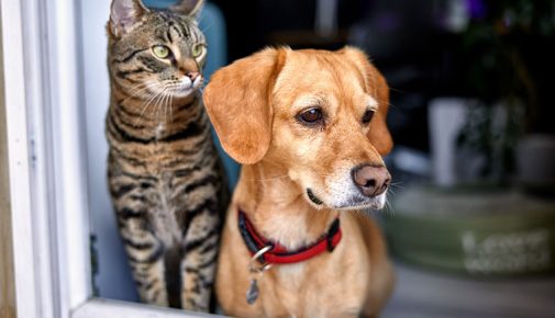 Hund und Katze stehen gemeinsam an einer offenen Tür.