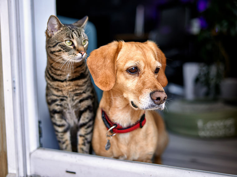 Hund und Katze stehen gemeinsam an einer offenen Tür.