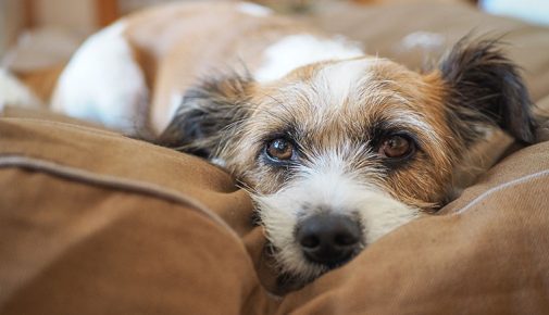 Kleiner Hund liegt auf einem Kissen und blickt nach vorne.
