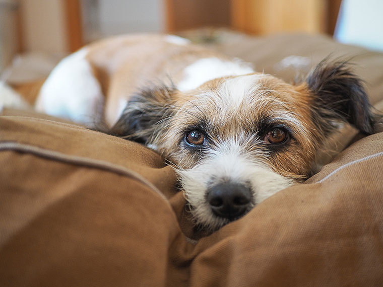 Kleiner Hund liegt auf einem Kissen und blickt nach vorne.