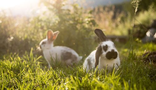 Zwei Kaninchen liegen im sonnigen Gras und ruhen sich im Garten aus.