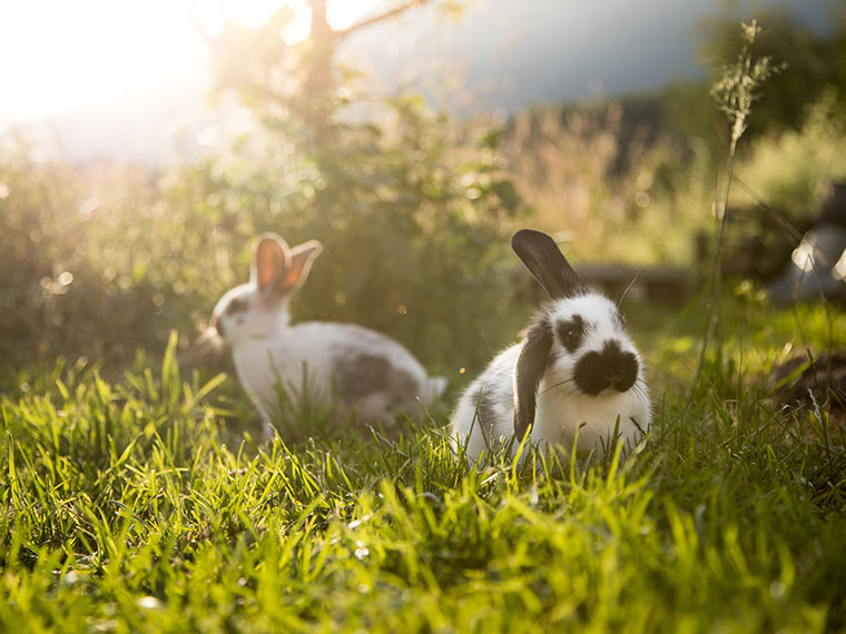 Zwei Kaninchen liegen im sonnigen Gras und ruhen sich im Garten aus.