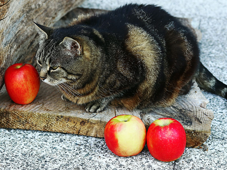 Katze sitzt neben mehreren Äpfeln und schnuppert an einem Apfel.