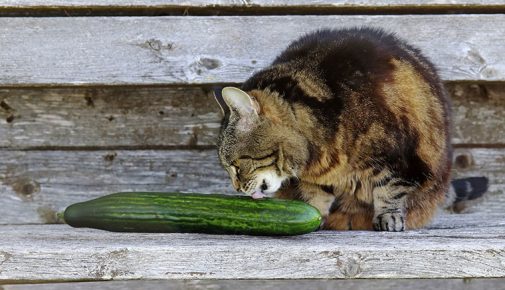 Katze schnuppert an einer Gurke auf einer Holzfläche.