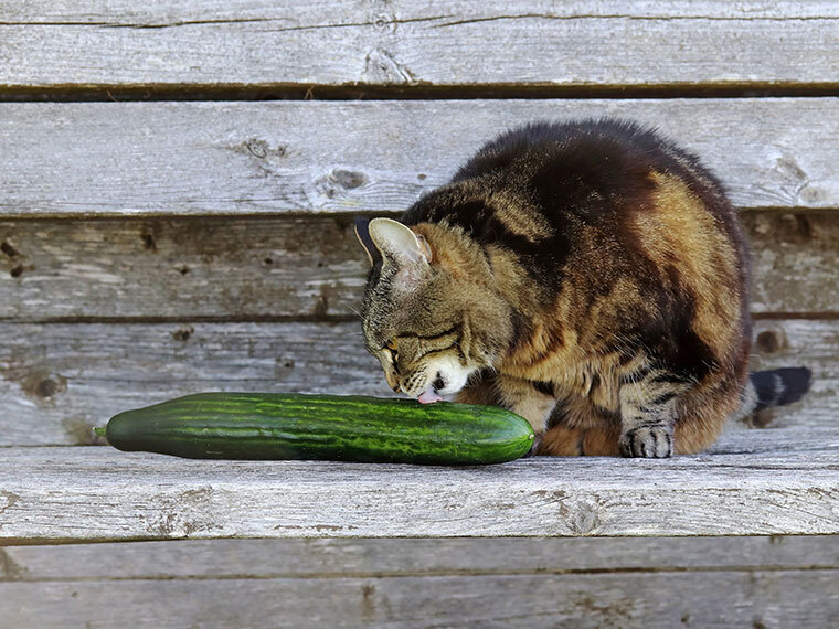 Katze schnuppert an einer Gurke auf einer Holzfläche.