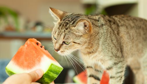 Katze beschnuppert ein Stück Wassermelone, das ihr vorgehalten wird.