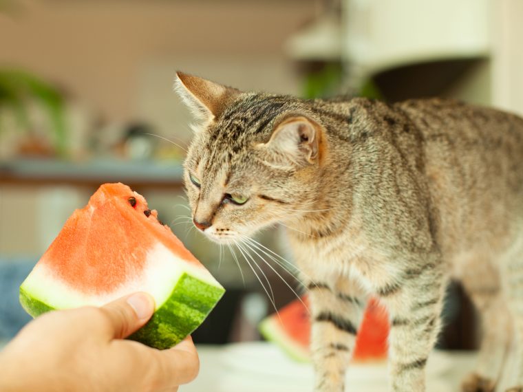 Katze beschnuppert ein Stück Wassermelone, das ihr vorgehalten wird.