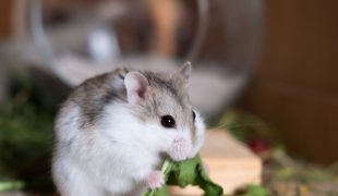 Kleiner Hamster frisst ein grünes Blatt in seinem Gehege.