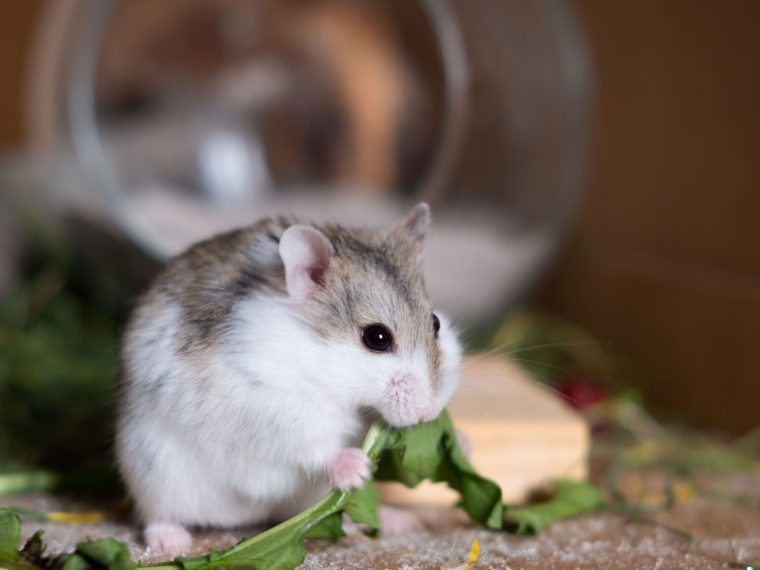 Kleiner Hamster frisst ein grünes Blatt in seinem Gehege.