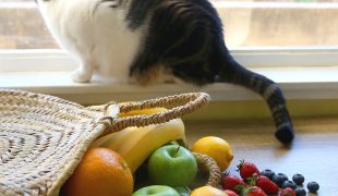 Katze sitzt am Fenster neben verschiedenen Obstsorten, darunter Blaubeeren.