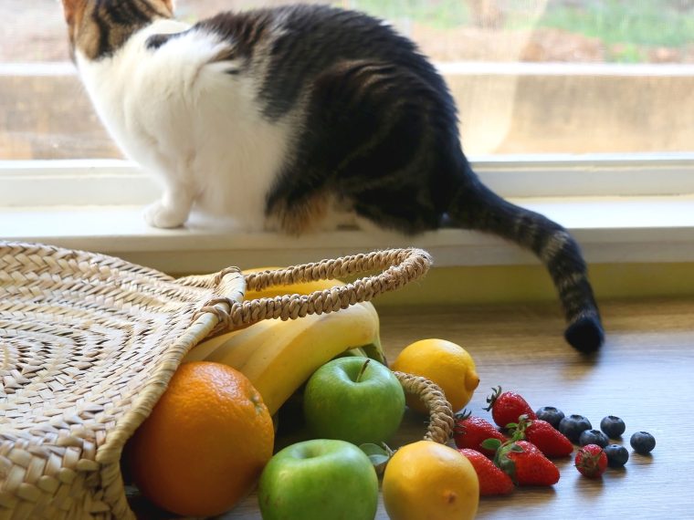 Katze sitzt am Fenster neben verschiedenen Obstsorten, darunter Blaubeeren.