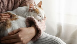 Katze liegt auf dem Schoß einer Person und ruht sich aus.