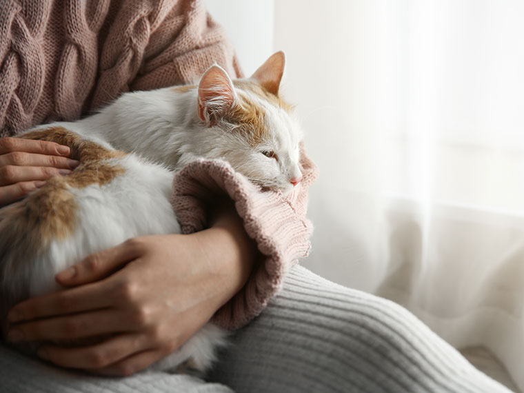 Katze liegt auf dem Schoß einer Person und ruht sich aus.