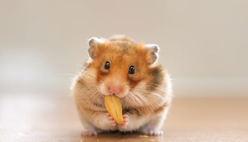 Hamster benötigen eine Ernährung, die vor allem aus hochwertigem Trockenfutter, frischem Gemüse, Kräutern und einer kleinen Menge tierischem Eiweiß besteht. Sowohl bei Obst als auch einigen andere Lebensmittel solltest du vorsichtig sein. Wir geben dir einen Überblick, was Hamster wirklich fressen dürfen. Was fressen Hamster in der Natur? Viele Hamsterarten stammen aus trockenen Steppen- und Halbwüstengebieten. Dort verbringen sie einen Großteil ihrer Zeit mit der Futtersuche und legen Vorräte für schlechte Zeiten an. Hamster zählen zu den sogenannten Allesfressern, deren Speiseplan folgendes enthält: Samen und Getreidekörner Wildgräser Kräuter und Blätter Blüten und Wurzeln kleine Mengen Gemüse oder Früchte Insekten und deren Larven Diese abwechslungsreiche Ernährung sollte als Vorbild für die Fütterung in Menschenhand dienen. Eine einseitige Ernährung entspricht nicht ihrem natürlichen Fressverhalten. Was dürfen Hamster fressen? Die wichtigsten Lebensmittel im Überblick Eine artgerechte Hamster-Ernährung setzt sich aus verschiedenen Futterbestandteilen zusammen. Den größten Anteil bilden hochwertige Körner und Saaten. Ergänzt wird der Speiseplan durch frisches Gemüse, Kräuter sowie gelegentlich tierisches Eiweiß. Körner und Saaten Körner und Saaten sind die Grundlage einer gesunden Ernährung. Hochwertige Futtermischungen für Hamster enthalten möglichst viele unterschiedliche Sämereien wie beispielsweise Hirse, Kanariensaat, Hafer, Weizen, Dinkel, Gerste, Buchweizen, Leinsamen und Sesam. Nur einen kleinen Teil der Futterration sollten ölhaltige Saaten ausmachen, da sie sehr viel Energie liefern. Gemüse Frisches Gemüse liefert Flüssigkeit, Ballaststoffe sowie Vitamine und Mineralstoffe. Es sollte täglich frisch, gesäubert aber nur in kleinen Mengen angeboten werden. Nicht verzehrtes Gemüse solltest du nach einigen Stunden wieder entfernen, bevor es verdirbt. Gut geeignete Gemüsesorten sind unter anderem Gurke, Zucchini, Karotte, Fenchel, Paprika, Chicorée, Endiviensalat, Sellerieknolle und Kürbis. Solltest du ein neues Gemüse anbieten wollen, beginne mit einer sehr kleinen Portion zur Eingewöhnung. Kräuter und Pflanzen Frische sowie getrocknete Kräuter sorgen für Abwechslung. Geeignet sind unter anderem Löwenzahn, Spitzwegerich, Gänseblümchen, Vogelmiere, Dill, Kamille und Ringelblumenblüten. Bedenke bitte: Füttere nur Pflanzen, die du sicher bestimmt hast und die nicht gespritzt sind. Wildkräuter vom Straßenrand oder aus unbekannter Herkunft sind nicht geeignet. Tierisches Eiweiß Pflanzliche Nahrung macht den größten Teil der Ernährung eines Hamsters in freier Wildbahn aus. Gelegentlich fressen sie aber auch kleine Mengen tierischer Nahrung. Du kannst daher den Speiseplan hin und wieder mit geeigneten Eiweißquellen ergänzen. In Frage kommen beispielsweise getrocknete oder lebende Mehlwürmer, Heimchen, Grillen und kleine Heuschrecken. Wie häufig tierisches Eiweiß sinnvoll ist, hängt unter anderem von der Hamsterart und dem Alter des Tiers ab. Welches Gemüse dürfen Hamster fressen? Nicht jedes Gemüse eignet sich gleichermaßen für Hamster. Einige Sorten können regelmäßig gefüttert werden, andere sollten nur gelegentlich oder gar nicht auf dem Speiseplan stehen. Geeignetes Gemüse Nur kleine Mengen Ungeeignetes Gemüse Gurke Brokkoli Zwiebeln Zucchini Spinat Knoblauch Karotte Kürbis Lauch Fenchel Rote Bete rohe Kartoffeln Chicorée Sellerie Auberginen Endiviensalat Kohlrabi Bohnen Paprika Mais Avocado Für alle geeigneten Gemüsesorten gilt: Kleine Portionen sind besser verträglich als große. Dies gilt vor allem, wenn ein Hamster eine bestimmte Sorte noch nicht kennt. Dürfen Hamster Obst fressen? Obst sollte nur einen kleinen Anteil in der Ernährung eines Hamsters ausmachen. Es enthält zumeist viel Zucker und ist deshalb nur als gelegentlicher, kleiner Snack geeignet. Geeignete Obstsorten Geeignete Obstsorten sind beispielsweise: Apfel (ohne Kerne) Birne Heidelbeeren Himbeeren Erdbeeren Brombeeren Das Obst sollte reif, ungespritzt und in sehr kleiner Stückzahl angeboten werden. Warum Obst nur selten auf dem Speiseplan stehen sollte Obst kann den Stoffwechsel belasten und zu Übergewicht sowie Verdauungsproblemen führen. Dies gilt vor allem für Zwerghamster. Sie können sehr empfindlich auf Zucker reagieren. Obst sollte daher nur selten gefüttert werden. Gemüse eignet sich besser. Brauchen Hamster tierisches Eiweiß? Ja, tatsächlich können Hamster von kleinen Mengen tierischen Eiweißes profitieren. In ihrer natürlichen Umgebung fressen sie regelmäßig Insekten und andere kleine wirbellose Tiere. Diese liefern hochwertiges Eiweiß und ergänzen die überwiegend pflanzliche Nahrung. Je nach Hamsterart und Lebensphase kann ein- bis zweimal pro Woche eine kleine Portion förderlich sein. Besonders Jungtiere, trächtige oder säugende Weibchen haben einen höheren Eiweißbedarf als ausgewachsene Tiere. Geeignete Eiweißquellen sind z. B. Mehlwürmer, Heimchen, Grillen und kleine Heuschrecken. Was dürfen Hamster nicht fressen? Einige Lebensmittel sind für Hamster ungeeignet und gesundheitsschädlich. Sie können Verdauungsprobleme verursachen oder enthalten giftige Inhaltsstoffe. Dazu gehören unter anderem: Schokolade und andere Süßigkeiten gewürzte oder gesalzene Lebensmittel Zwiebeln Knoblauch Lauch rohe Kartoffeln rohe Bohnen Avocado Obstkerne Brot Rhabarber Wie oft sollte ein Hamster gefüttert werden? Da Hamster überwiegend dämmerungs- und nachtaktiv sind, empfiehlt es sich, das Hauptfutter einmal pro Tag am frühen Abend anzubieten. Dann beginnen die Tiere ihre aktive Phase und gehen auf Nahrungssuche. Die Futtermenge richtet sich unter anderem nach Hamsterart, Alter, Aktivität und dem Energiegehalt des Futters. Frisches Gemüse kann täglich in kleinen Mengen ergänzt werden. Hierbei ist es sinnvoll, regelmäßig zu kontrollieren, ob der Hamster in seinem Bau davon Vorräte anlegt. Hierbei besteht die Gefahr, dass diese verderben könnten. Gegebenenfalls sollte weniger Gemüse angeboten oder das Futterlager vorsichtig entfernt werden. Wasser für Hamster: Napf oder Trinkflasche? Hamster benötigen jederzeit Zugang zu frischem Trinkwasser. Sowohl Trinknäpfe als auch Trinkflaschen können geeignet sein. Ein Napf ermöglicht ein natürliches Trinkverhalten und lässt sich leicht reinigen. Er sollte standsicher sein und nicht mit Einstreu verschmutzen. Eine Trinkflasche ist eine gute Ergänzung, sollte aber täglich auf ihre Funktionalität kontrolliert werden. Ist das Röhrchen verstopft oder klemmt die Kugel, kann der Hamster möglicherweise kein Wasser mehr aufnehmen. Außerdem ist die Reinigung etwas aufwändiger als bei einem Napf. Leckerlis für Hamster: Was ist erlaubt? Leckerlis solltest du sparsam einsetzen. Hierzu zählen beispielsweise Kürbis- und Sonnenblumenkerne, getrocknete Blüten oder gelegentlich ein Mehlwurm. Auf zuckerhaltige Knabberstangen solltest du komplett verzichten. Orientiere dich an natürlichen Leckereien. Häufige Fehler bei der Hamsterfütterung Viele Fütterungsfehler entstehen aus Unwissenheit oder dem Wunsch, dem Tier etwas Gutes zu tun. Es ist daher wichtig, ausreichend Wissen bezüglich einer artgerechten Ernährung zu sammeln. Vermeide folgende Fehler: Einseitige Futtermischung: Eine abwechslungsreiche Mischung aus verschiedenen Saaten, Kräutern und weiteren geeigneten Bestandteilen entspricht den natürlichen Ernährungsgewohnheiten besser als ein Futter mit wenigen Zutaten. Zu viele Leckerlis: Sonnenblumenkerne, Obst oder Insekten sollten aufgrund ihres hohen Energiegehalts nur eine gelegentliche Ergänzung sein. Verdorbenes Frischfutter: Gemüse und Obst dürfen nicht zu lange im Hamsterkäfig liegen bleiben. Vor allem im Vorratslager können feuchte Lebensmittel verderben. Ungeeignete Lebensmittel: Süßigkeiten, gewürzte Speisen und ungeeignetes Gemüsesorten gehören nicht auf den Speiseplan eines Hamsters. Ungenügende Wasserversorgung: Achte darauf, dass deinem Hamster immer frisches Wasser zur Verfügung steht. Zu wenig Beschäftigung bei der Fütterung: Hamster verbringen in der Natur viel Zeit mit der Suche nach Nahrung. Deshalb kann es sinnvoll sein, einen Teil des Futters im Gehege zu verteilen oder in geeigneten Beschäftigungsmöglichkeiten zu verstecken. Checkliste: So ernährst du deinen Hamster artgerecht ✔️ Hochwertiges Hamsterfutter als Basis anbieten. ✔️ Gemüse in kleinen, frischen Portionen füttern. ✔️ Obst nur selten und sehr sparsam geben. ✔️ Gelegentlich eine passende Eiweißquelle anbieten. ✔️ Speiseplan durch Kräuter ergänzen. ✔️ Futterreste entfernen, bevor sie schimmeln. ✔️ Verzichte auf gewürzte, gesalzene oder gezuckerte Lebensmittel. ✔️ Täglich frisches Wasser bereitstellen. ✔️ Neue Lebensmittel langsam einführen. FAQs Was gehört zu einer artgerechten Hamsterernährung? Eine artgerechte Hamster-Ernährung orientiert sich an den natürlichen Fressgewohnheiten der Tiere. Sie besteht hauptsächlich aus einer abwechslungsreichen Mischung verschiedener Saaten und Körner. Ergänzt wird sie durch Gemüse, Kräuter und gelegentliche kleine Mengen an tierischem Eiweiß. Dürfen Hamster Karotten fressen? Ja, Hamster dürfen Karotten fressen. Sie werden von vielen Tieren gerne angenommen. Biete jedoch nur eine kleine Menge an. Dürfen Hamster Gurken fressen? Ja, Hamster dürfen gelegentlich ein Stück Gurke fressen. Sie enthalten viel Wasser und werden zumeist gut vertragen. Aber auch sie stellen nur eine gelegentliche Ergänzung dar. Dürfen Hamster Salat fressen? Ja, bestimmte Salatsorten wie zum Beispiel Endivie und Chicorée können in kleinen Mengen gefüttert werden. Wichtig ist, Salat gründlich zu waschen und nur frisch anzubieten. Welches Obst dürfen Hamster fressen? Hamster dürfen gelegentlich eine kleine Menge geeigneter Obstsorten wie Apfel (ohne Kerne), Birne oder Beeren bekommen. Aufgrund des enthaltenen Zuckers sollte Obst jedoch nur sehr selten auf dem Speiseplan stehen. Dies gilt besonders bei Zwerghamstern. Dürfen Hamster Mehlwürmer fressen? Ja, Mehlwürmer sind grundsätzlich eine geeignete Eiweißquelle für Hamster. Allerdings nur gelegentlich in kleinen Mengen, da sie sehr energiereich sind. Welche Eiweißquellen sind für Hamster geeignet? Neben Mehlwürmern eignen sich auch Heimchen, Grillen und kleine Heuschrecken. Komplett verzichten solltest du auf menschliche Lebensmittel wie Wurst und Käse. Wie viel Futter braucht ein Hamster täglich? Die benötigte Futtermenge hängt von der Hamsterart, der Größe, dem Alter und der Aktivität des Tiers ab. Als grobe Orientierung benötigen Goldhamster etwa 10 bis 15 Gramm Trockenfutter pro Tag, Zwerghamster nur 5 bis 10 Gramm. Entscheidend für die Berechnung der Tagesration ist auch, wie viel Energie das verwendete Futter enthält und ob der Hamster sein Futter hortet. Diese Punkte gilt es individuell zu berücksichtigen. Was ist die beste Zeit zum Füttern? Die beste Zeit zum Füttern ist am frühen Abend, wenn der Hamster langsam aktiv wird. Dies entspricht ihrem natürlichen Rhythmus. Dürfen Hamster Brot fressen? Biete deinem Hamster kein Brot an, da es sich hierbei nicht um ein artgerechtes Futter handelt. Dürfen Hamster Käse fressen? Nein, biete deinem Hamster keinen Käse an. Er weist üblicherweise einen hohen Fett- und Salzgehalt auf. Entsprechend ungeeignet ist er für den Verdauungsapparat. Dürfen Hamster Nüsse fressen? Ungesalzene Haselnüsse oder Walnüsse können in sehr geringer Menge angeboten werden. Dürfen Hamster Schokolade fressen? Nein, Schokolade gehört keinesfalls in den Futternapf eines Hamsters. Sie enthält Zucker und weitere ungeeignete Bestandteile. Brauchen Hamster täglich frisches Wasser? Ja, Hamster sollten täglich frisches Wasser erhalten. Achte auch darauf, dass das Wassergefäß sauber und immer gut gefüllt ist. Dürfen Zwerghamster dasselbe fressen wie Goldhamster? Die Ernährung von Zwerghamster und Goldhamster ist sehr ähnlich. Bei einem Zwerghamster musst du jedoch noch genauer auf den Zuckeranteil im Futter achten, weshalb Obst besonders selten auf dem Speiseplan stehen sollte. Warum sollten Zwerghamster nur wenig Obst bekommen? Zwerghamster stammen zumeist aus Regionen mit karger Nahrung und nehmen nur selten zuckerreiche Früchte auf. Daher vertragen sie diese nur in sehr kleiner Menge. Am besten verzichtest du bei ihnen komplett auf Früchte.
