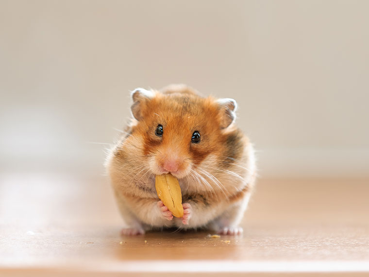 Hamster benötigen eine Ernährung, die vor allem aus hochwertigem Trockenfutter, frischem Gemüse, Kräutern und einer kleinen Menge tierischem Eiweiß besteht. Sowohl bei Obst als auch einigen andere Lebensmittel solltest du vorsichtig sein. Wir geben dir einen Überblick, was Hamster wirklich fressen dürfen. <H2>Was fressen Hamster in der Natur?</h2> Viele Hamsterarten stammen aus <strong>trockenen Steppen- und Halbwüstengebieten</strong>. Dort verbringen sie einen Großteil ihrer Zeit mit der Futtersuche und legen Vorräte für schlechte Zeiten an. Hamster zählen zu den sogenannten <strong>Allesfressern</strong>, deren Speiseplan folgendes enthält: <ul> <li>Samen und Getreidekörner</li> <li>Wildgräser</li> <li>Kräuter und Blätter</li> <li>Blüten und Wurzeln</li> <li>kleine Mengen Gemüse oder Früchte</li> <li>Insekten und deren Larven </li> </ul> <strong>Diese abwechslungsreiche Ernährung sollte als Vorbild für die Fütterung in Menschenhand dienen. Eine einseitige Ernährung entspricht nicht ihrem natürlichen Fressverhalten.</strong> <H2>Was dürfen Hamster fressen? Die wichtigsten Lebensmittel im Überblick</h2> <p style="background-color: #a6d5dd; padding: 20px;">Eine artgerechte Hamster-Ernährung setzt sich aus verschiedenen Futterbestandteilen zusammen. Den größten Anteil bilden hochwertige Körner und Saaten. Ergänzt wird der Speiseplan durch frisches Gemüse, Kräuter sowie gelegentlich tierisches Eiweiß.</p> <h3>Körner und Saaten</h3> Körner und Saaten sind die <strong>Grundlage einer gesunden Ernährung</strong>. Hochwertige Futtermischungen für Hamster enthalten <strong>möglichst viele unterschiedliche Sämereien</strong> wie beispielsweise <strong>Hirse, Kanariensaat, Hafer, Weizen, Dinkel, Gerste, Buchweizen, Leinsamen und Sesam</strong>. Nur einen kleinen Teil der Futterration sollten ölhaltige Saaten ausmachen, da sie sehr viel Energie liefern. <h3>Gemüse</h3> <strong>Frisches Gemüse</strong> liefert Flüssigkeit, Ballaststoffe sowie Vitamine und Mineralstoffe. Es sollte <strong>täglich frisch</strong>, gesäubert aber <strong>nur in kleinen Mengen</strong> angeboten werden. Nicht verzehrtes Gemüse solltest du nach einigen Stunden wieder entfernen, bevor es verdirbt. Gut geeignete Gemüsesorten sind unter anderem <strong>Gurke, Zucchini, Karotte, Fenchel, Paprika, Chicorée, Endiviensalat, Sellerieknolle und Kürbis</strong>. Solltest du ein neues Gemüse anbieten wollen, beginne mit einer sehr kleinen Portion zur Eingewöhnung. <h3>Kräuter und Pflanzen</h3> <strong>Frische sowie getrocknete Kräuter</strong> sorgen für Abwechslung. Geeignet sind unter anderem <strong>Löwenzahn, Spitzwegerich, Gänseblümchen, Vogelmiere, Dill, Kamille und Ringelblumenblüten</strong>. <p style="background-color: #FFBB59; padding: 20px;">Bedenke bitte: Füttere nur Pflanzen, die du sicher bestimmt hast und die nicht gespritzt sind. Wildkräuter vom Straßenrand oder aus unbekannter Herkunft sind nicht geeignet.</p> <h3>Tierisches Eiweiß</h3> Pflanzliche Nahrung macht den größten Teil der Ernährung eines Hamsters in freier Wildbahn aus. Gelegentlich fressen sie aber auch <strong>kleine Mengen tierischer Nahrung</strong>. Du kannst daher den Speiseplan hin und wieder mit geeigneten Eiweißquellen ergänzen. In Frage kommen beispielsweise <strong>getrocknete oder lebende Mehlwürmer, Heimchen, Grillen und kleine Heuschrecken</strong>. Wie häufig tierisches Eiweiß sinnvoll ist, hängt unter anderem von der Hamsterart und dem Alter des Tiers ab. <H2>Welches Gemüse dürfen Hamster fressen?</h2> Nicht jedes Gemüse eignet sich gleichermaßen für Hamster. Einige Sorten können regelmäßig gefüttert werden, andere sollten nur gelegentlich oder gar nicht auf dem Speiseplan stehen. Geeignetes Gemüse Nur kleine Mengen Ungeeignetes Gemüse Gurke Brokkoli Zwiebeln Zucchini Spinat Knoblauch Karotte Kürbis Lauch Fenchel Rote Bete rohe Kartoffeln Chicorée Sellerie Auberginen Endiviensalat Kohlrabi Bohnen Paprika Mais Avocado <p style="background-color: #a6d5dd; padding: 20px;">Für alle geeigneten Gemüsesorten gilt: Kleine Portionen sind besser verträglich als große. Dies gilt vor allem, wenn ein Hamster eine bestimmte Sorte noch nicht kennt.</p> <H2>Dürfen Hamster Obst fressen?</h2> Obst sollte nur einen kleinen Anteil in der Ernährung eines Hamsters ausmachen. Es enthält zumeist viel Zucker und ist deshalb nur als gelegentlicher, kleiner Snack geeignet. <h3>Geeignete Obstsorten</h3> Geeignete Obstsorten sind beispielsweise: <ul> <li>Apfel (ohne Kerne)</li> <li>Birne</li> <li>Heidelbeeren</li> <li>Himbeeren</li> <li>Erdbeeren</li> <li>Brombeeren</li> </ul> Das Obst sollte <strong>reif, ungespritzt und in sehr kleiner Stückzahl</strong> angeboten werden. <h3>Warum Obst nur selten auf dem Speiseplan stehen sollte</h3> Obst kann den <strong>Stoffwechsel belasten</strong> und zu Übergewicht sowie Verdauungsproblemen führen. Dies gilt vor allem für <a href="/magazin/kleintier/zwerghamster/">Zwerghamster</a>. Sie können sehr <strong>empfindlich auf Zucker</strong> reagieren. Obst sollte daher <strong>nur selten</strong> gefüttert werden. Gemüse eignet sich besser. <H2>Brauchen Hamster tierisches Eiweiß?</h2> Ja, tatsächlich können Hamster von kleinen Mengen tierischen Eiweißes profitieren. In ihrer natürlichen Umgebung fressen sie regelmäßig Insekten und andere kleine wirbellose Tiere. Diese liefern hochwertiges Eiweiß und <strong>ergänzen die überwiegend pflanzliche Nahrung</strong>. Je nach Hamsterart und Lebensphase kann <strong>ein- bis zweimal pro Woche eine kleine Portion</strong> förderlich sein. Besonders Jungtiere, trächtige oder säugende Weibchen haben einen höheren Eiweißbedarf als ausgewachsene Tiere. Geeignete Eiweißquellen sind z. B. Mehlwürmer, Heimchen, Grillen und kleine Heuschrecken. <H2>Was dürfen Hamster nicht fressen?</h2> Einige Lebensmittel sind für Hamster ungeeignet und gesundheitsschädlich. Sie können Verdauungsprobleme verursachen oder enthalten giftige Inhaltsstoffe. Dazu gehören unter anderem: <ul> <li>Schokolade und andere Süßigkeiten</li> <li>gewürzte oder gesalzene Lebensmittel</li> <li>Zwiebeln</li> <li>Knoblauch</li> <li>Lauch</li> <li>rohe Kartoffeln</li> <li>rohe Bohnen</li> <li>Avocado</li> <li>Obstkerne</li> <li>Brot</li> <li>Rhabarber</li> </ul> <H2>Wie oft sollte ein Hamster gefüttert werden?</h2> Da Hamster <strong>überwiegend dämmerungs- und nachtaktiv</strong> sind, empfiehlt es sich, das Hauptfutter <strong>einmal pro Tag am frühen Abend</strong> anzubieten. Dann beginnen die Tiere ihre aktive Phase und gehen auf Nahrungssuche. Die Futtermenge richtet sich unter anderem nach Hamsterart, Alter, Aktivität und dem Energiegehalt des Futters. Frisches Gemüse kann täglich in kleinen Mengen ergänzt werden. Hierbei ist es sinnvoll, regelmäßig zu kontrollieren, ob der Hamster in seinem Bau davon Vorräte anlegt. Hierbei besteht die Gefahr, dass diese verderben könnten. Gegebenenfalls sollte weniger Gemüse angeboten oder das Futterlager vorsichtig entfernt werden. <H2>Wasser für Hamster: Napf oder Trinkflasche?</h2> Hamster benötigen <strong>jederzeit Zugang zu frischem Trinkwasser</strong>. Sowohl Trinknäpfe als auch Trinkflaschen können geeignet sein. Ein Napf <strong>ermöglicht ein natürliches Trinkverhalten</strong> und lässt sich leicht reinigen. Er sollte standsicher sein und nicht mit Einstreu verschmutzen. Eine Trinkflasche ist eine <strong>gute Ergänzung</strong>, sollte aber täglich auf ihre Funktionalität kontrolliert werden. Ist das Röhrchen verstopft oder klemmt die Kugel, kann der Hamster möglicherweise kein Wasser mehr aufnehmen. Außerdem ist die Reinigung etwas aufwändiger als bei einem Napf. <H2>Leckerlis für Hamster: Was ist erlaubt?</h2> Leckerlis solltest du <strong>sparsam einsetzen</strong>. Hierzu zählen beispielsweise Kürbis- und Sonnenblumenkerne, getrocknete Blüten oder gelegentlich ein Mehlwurm. Auf zuckerhaltige Knabberstangen solltest du komplett verzichten. Orientiere dich an natürlichen Leckereien. <H2>Häufige Fehler bei der Hamsterfütterung</h2> Viele Fütterungsfehler entstehen aus Unwissenheit oder dem Wunsch, dem Tier etwas Gutes zu tun. Es ist daher wichtig, ausreichend Wissen bezüglich einer artgerechten Ernährung zu sammeln. Vermeide folgende Fehler: <ul> <li>Einseitige Futtermischung: Eine abwechslungsreiche Mischung aus verschiedenen Saaten, Kräutern und weiteren geeigneten Bestandteilen entspricht den natürlichen Ernährungsgewohnheiten besser als ein Futter mit wenigen Zutaten.</li> <li><strong>Zu viele Leckerlis:</strong> Sonnenblumenkerne, Obst oder Insekten sollten aufgrund ihres hohen Energiegehalts nur eine gelegentliche Ergänzung sein.</li> <li><strong>Verdorbenes Frischfutter:</strong> Gemüse und Obst dürfen nicht zu lange im Hamsterkäfig liegen bleiben. Vor allem im Vorratslager können feuchte Lebensmittel verderben.</li> <li><strong>Ungeeignete Lebensmittel:</strong> Süßigkeiten, gewürzte Speisen und ungeeignetes Gemüsesorten gehören nicht auf den Speiseplan eines Hamsters.</li> <li><strong>Ungenügende Wasserversorgung:</strong> Achte darauf, dass deinem Hamster immer frisches Wasser zur Verfügung steht.</li> <li><strong>Zu wenig Beschäftigung bei der Fütterung:</strong> Hamster verbringen in der Natur viel Zeit mit der Suche nach Nahrung. Deshalb kann es sinnvoll sein, einen Teil des Futters im Gehege zu verteilen oder in geeigneten Beschäftigungsmöglichkeiten zu verstecken. </li> </ul> <H2>Checkliste: So ernährst du deinen Hamster artgerecht</h2> <p style="background-color: #a6d5dd; padding: 20px;">✔️ Hochwertiges Hamsterfutter als Basis anbieten. ✔️ Gemüse in kleinen, frischen Portionen füttern. ✔️ Obst nur selten und sehr sparsam geben. ✔️ Gelegentlich eine passende Eiweißquelle anbieten. ✔️ Speiseplan durch Kräuter ergänzen. ✔️ Futterreste entfernen, bevor sie schimmeln. ✔️ Verzichte auf gewürzte, gesalzene oder gezuckerte Lebensmittel. ✔️ Täglich frisches Wasser bereitstellen. ✔️ Neue Lebensmittel langsam einführen.</p> <H2>FAQs</h2> <h3>Was gehört zu einer artgerechten Hamsterernährung?</h3> Eine artgerechte Hamster-Ernährung orientiert sich an den natürlichen Fressgewohnheiten der Tiere. Sie besteht hauptsächlich aus einer abwechslungsreichen Mischung verschiedener Saaten und Körner. Ergänzt wird sie durch Gemüse, Kräuter und gelegentliche kleine Mengen an tierischem Eiweiß. <h3>Dürfen Hamster Karotten fressen?</h3> Ja, Hamster dürfen Karotten fressen. Sie werden von vielen Tieren gerne angenommen. Biete jedoch nur eine kleine Menge an. <h3>Dürfen Hamster Gurken fressen?</h3> Ja, Hamster dürfen gelegentlich ein Stück Gurke fressen. Sie enthalten viel Wasser und werden zumeist gut vertragen. Aber auch sie stellen nur eine gelegentliche Ergänzung dar. <h3>Dürfen Hamster Salat fressen?</h3> Ja, bestimmte Salatsorten wie zum Beispiel Endivie und Chicorée können in kleinen Mengen gefüttert werden. Wichtig ist, Salat gründlich zu waschen und nur frisch anzubieten. <h3>Welches Obst dürfen Hamster fressen?</h3> Hamster dürfen gelegentlich eine kleine Menge geeigneter Obstsorten wie Apfel (ohne Kerne), Birne oder Beeren bekommen. Aufgrund des enthaltenen Zuckers sollte Obst jedoch nur sehr selten auf dem Speiseplan stehen. Dies gilt besonders bei Zwerghamstern. <h3>Dürfen Hamster Mehlwürmer fressen?</h3> Ja, Mehlwürmer sind grundsätzlich eine geeignete Eiweißquelle für Hamster. Allerdings nur gelegentlich in kleinen Mengen, da sie sehr energiereich sind. <h3>Welche Eiweißquellen sind für Hamster geeignet?</h3> Neben Mehlwürmern eignen sich auch Heimchen, Grillen und kleine Heuschrecken. Komplett verzichten solltest du auf menschliche Lebensmittel wie Wurst und Käse. <h3>Wie viel Futter braucht ein Hamster täglich?</h3> Die benötigte Futtermenge hängt von der Hamsterart, der Größe, dem Alter und der Aktivität des Tiers ab. Als grobe Orientierung benötigen Goldhamster etwa 10 bis 15 Gramm Trockenfutter pro Tag, Zwerghamster nur 5 bis 10 Gramm. Entscheidend für die Berechnung der Tagesration ist auch, wie viel Energie das verwendete Futter enthält und ob der Hamster sein Futter hortet. Diese Punkte gilt es individuell zu berücksichtigen. <h3>Was ist die beste Zeit zum Füttern?</h3> Die beste Zeit zum Füttern ist am frühen Abend, wenn der Hamster langsam aktiv wird. Dies entspricht ihrem natürlichen Rhythmus. <h3>Dürfen Hamster Brot fressen?</h3> Biete deinem Hamster kein Brot an, da es sich hierbei nicht um ein artgerechtes Futter handelt. <h3>Dürfen Hamster Käse fressen?</h3> Nein, biete deinem Hamster keinen Käse an. Er weist üblicherweise einen hohen Fett- und Salzgehalt auf. Entsprechend ungeeignet ist er für den Verdauungsapparat. <h3>Dürfen Hamster Nüsse fressen?</h3> Ungesalzene Haselnüsse oder Walnüsse können in sehr geringer Menge angeboten werden. <h3>Dürfen Hamster Schokolade fressen?</h3> Nein, Schokolade gehört keinesfalls in den Futternapf eines Hamsters. Sie enthält Zucker und weitere ungeeignete Bestandteile. <h3>Brauchen Hamster täglich frisches Wasser?</h3> Ja, Hamster sollten täglich frisches Wasser erhalten. Achte auch darauf, dass das Wassergefäß sauber und immer gut gefüllt ist. <h3>Dürfen Zwerghamster dasselbe fressen wie Goldhamster?</h3> Die Ernährung von Zwerghamster und Goldhamster ist sehr ähnlich. Bei einem Zwerghamster musst du jedoch noch genauer auf den Zuckeranteil im Futter achten, weshalb Obst besonders selten auf dem Speiseplan stehen sollte. <h3>Warum sollten Zwerghamster nur wenig Obst bekommen?</h3> Zwerghamster stammen zumeist aus Regionen mit karger Nahrung und nehmen nur selten zuckerreiche Früchte auf. Daher vertragen sie diese nur in sehr kleiner Menge. Am besten verzichtest du bei ihnen komplett auf Früchte.