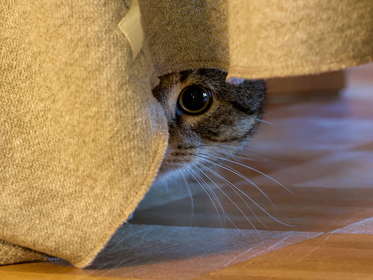 Katze blickt aus einem Versteck hinter einem Stoff hervor.