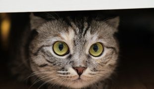 Getigerte Katze kauert unter einem Möbelstück und blickt nach vorne.