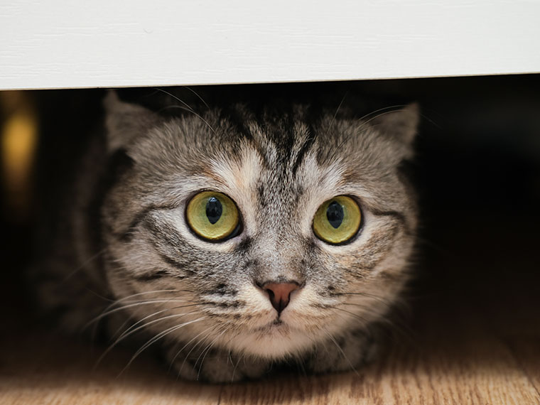 Getigerte Katze kauert unter einem Möbelstück und blickt nach vorne.
