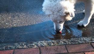 Weißer Hund trinkt Wasser aus einer Pfütze am Straßenrand.