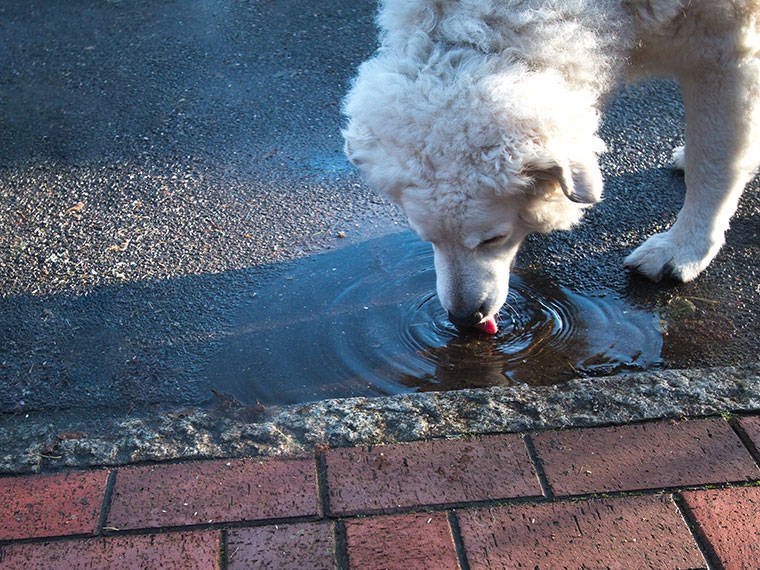 Weißer Hund trinkt Wasser aus einer Pfütze am Straßenrand.