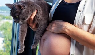 Graue Katze wird vor einem Fenster auf dem Arm gehalten.