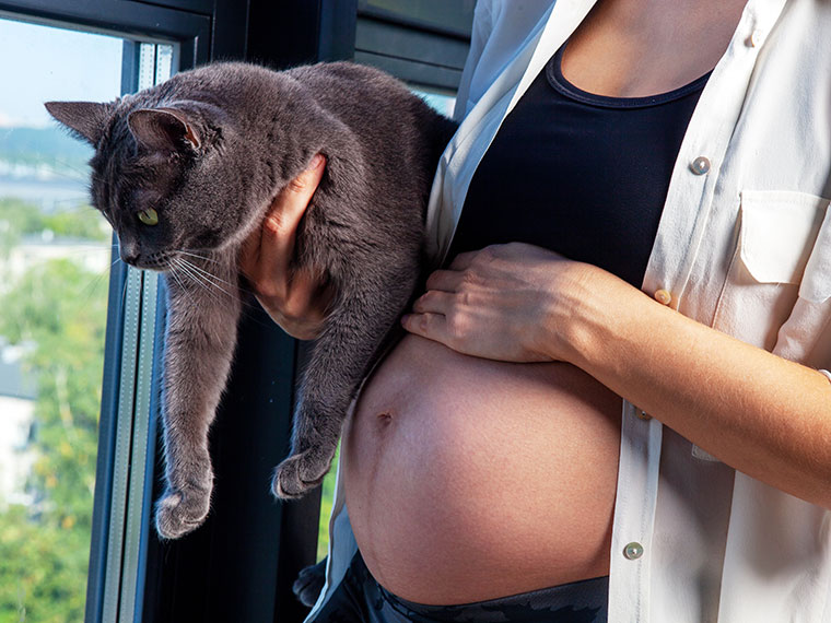 Graue Katze wird vor einem Fenster auf dem Arm gehalten.