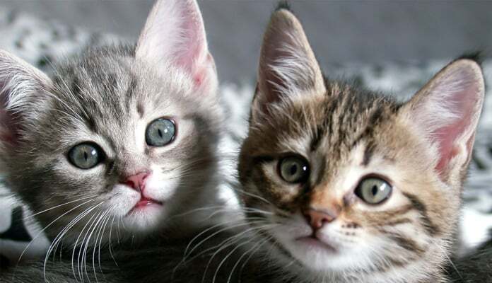 Katzenbabys