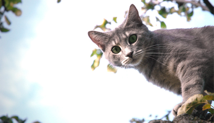 Paarungsverhalten Wenn Du Eine Rollige Katze Hast