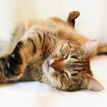 Paarungsverhalten von Katzen: Wie Sie richtig damit umgehen