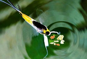 Teich-Fischfutter