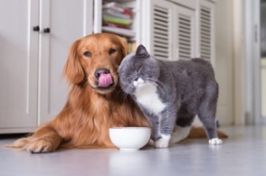 Gesund füttern, länger freuen