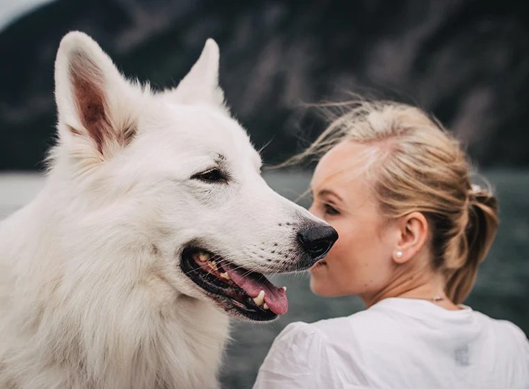 Tipps für eine harmonische Hund-Mensch-Bindung