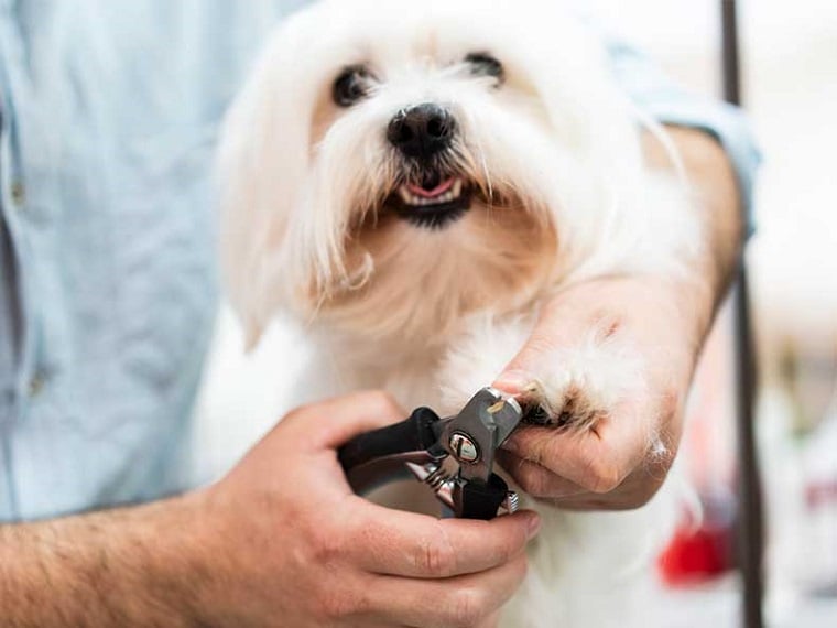 Pfoten- und Krallenpflege