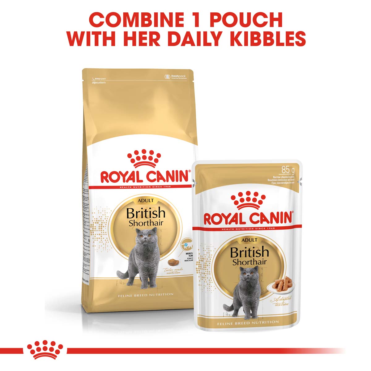 ROYAL CANIN ADULT British Shorthair 10kg + Nassfutter in Soße 48x85g