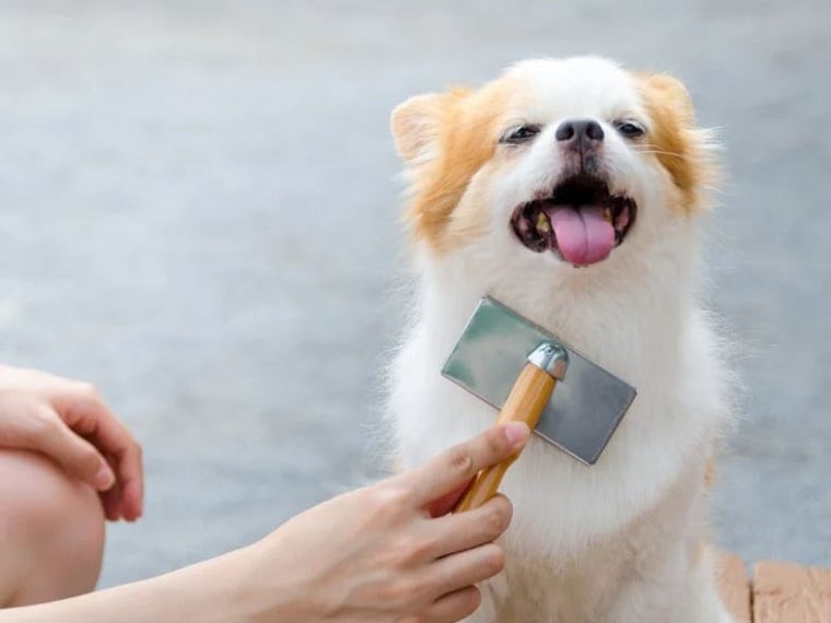 Werkzeuge für die Fellpflege