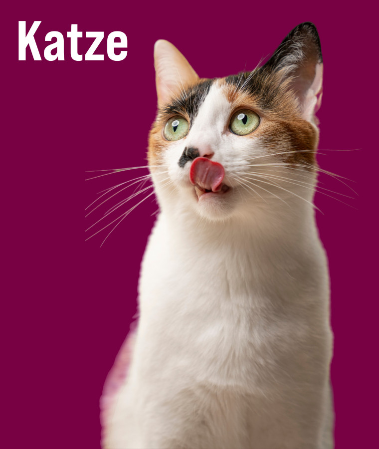ZooRoyal Zubehör für Katzen
