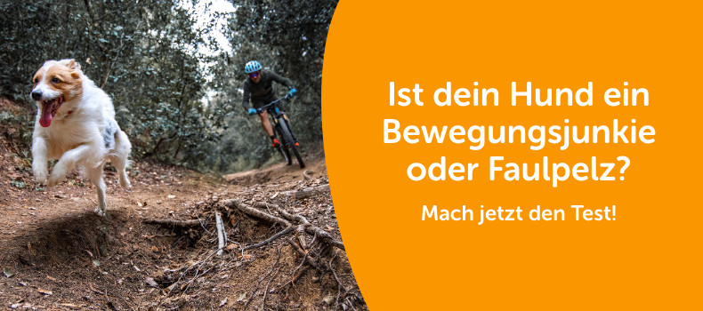 Bewegungstypcheck
