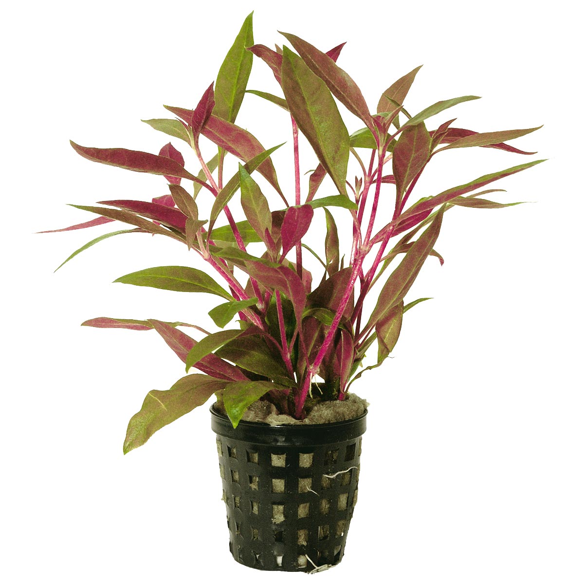 Aquafleur Alternanthera Reineckii Rot im 5 cm Topf