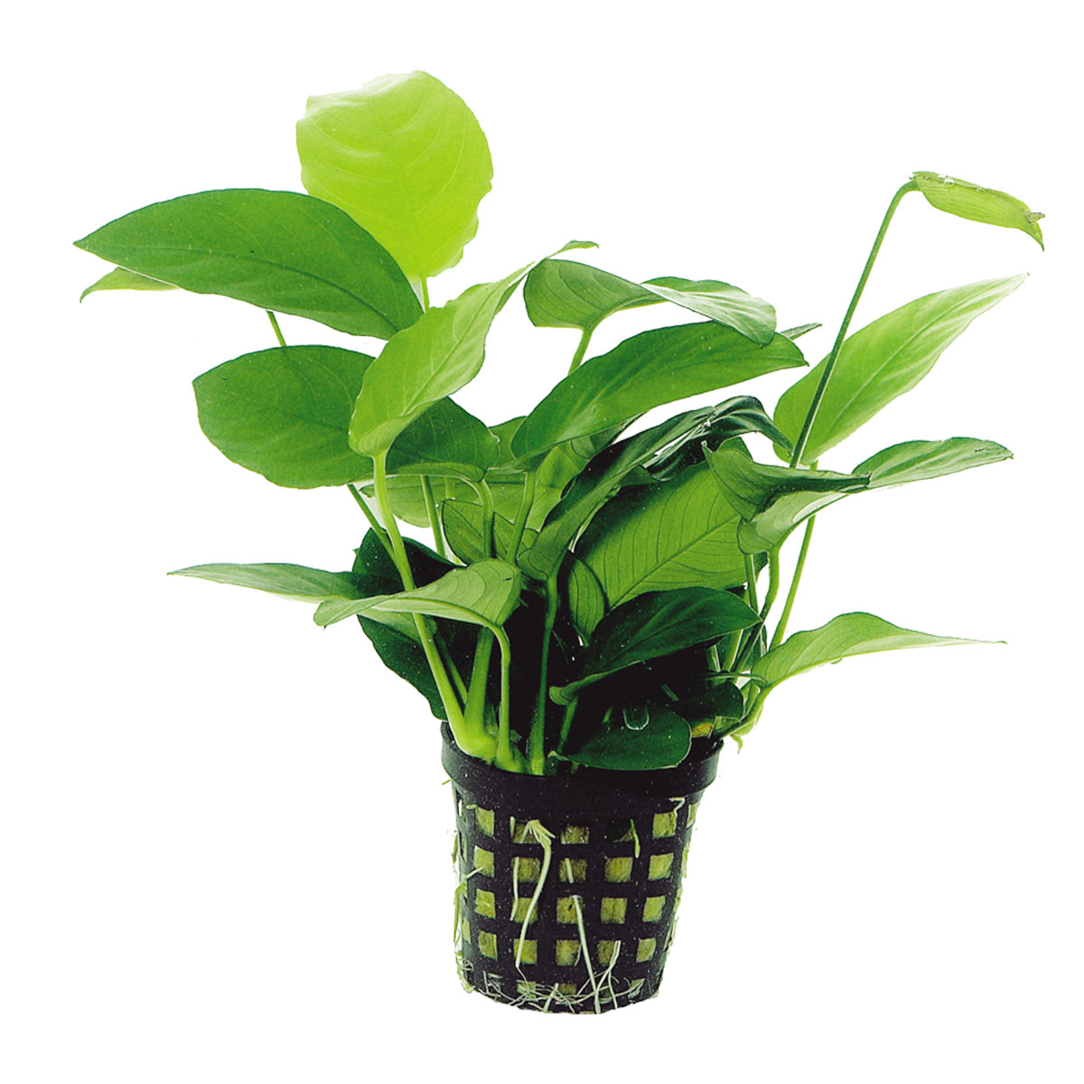 Aquafleur Anubias Nana Pflanze im 5 cm Topf