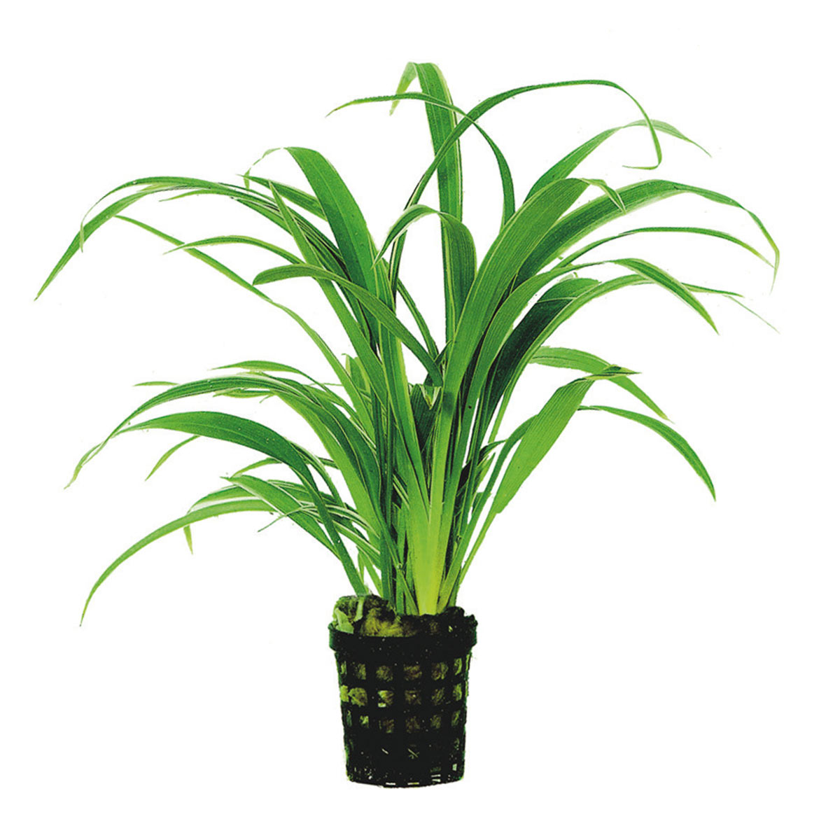 Aquafleur Chlorophytum Bichettii Planze im 5 cm Topf