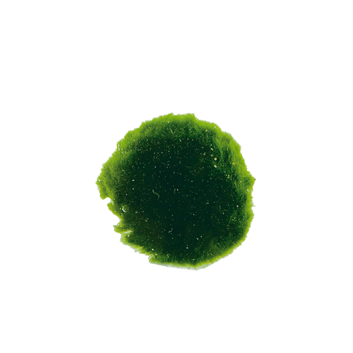 Aquafleur Cladophora Mooskugeln XS 6 Stück