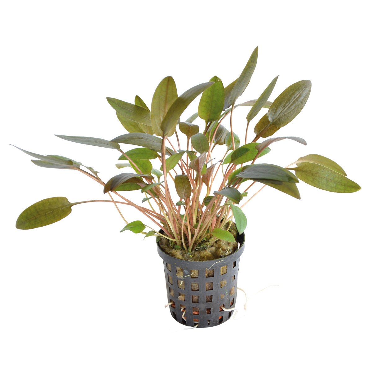 Aquafleur Cryptocoryne Wendtii Braun im 5 cm Topf